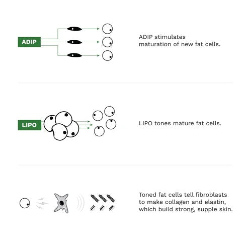 Adipeau - Volume Cream - 50ml